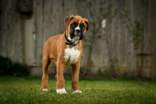 Boxer: Personalidade, temperamento, características, preço - Adoro Pets